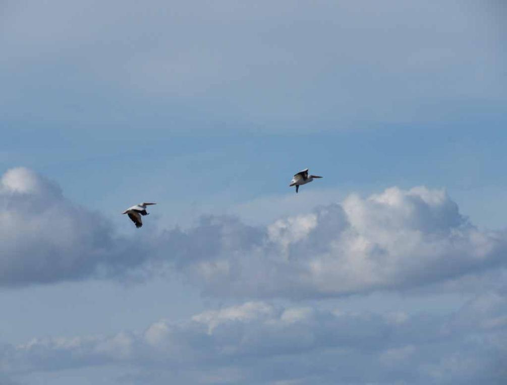 white pelicans in flight